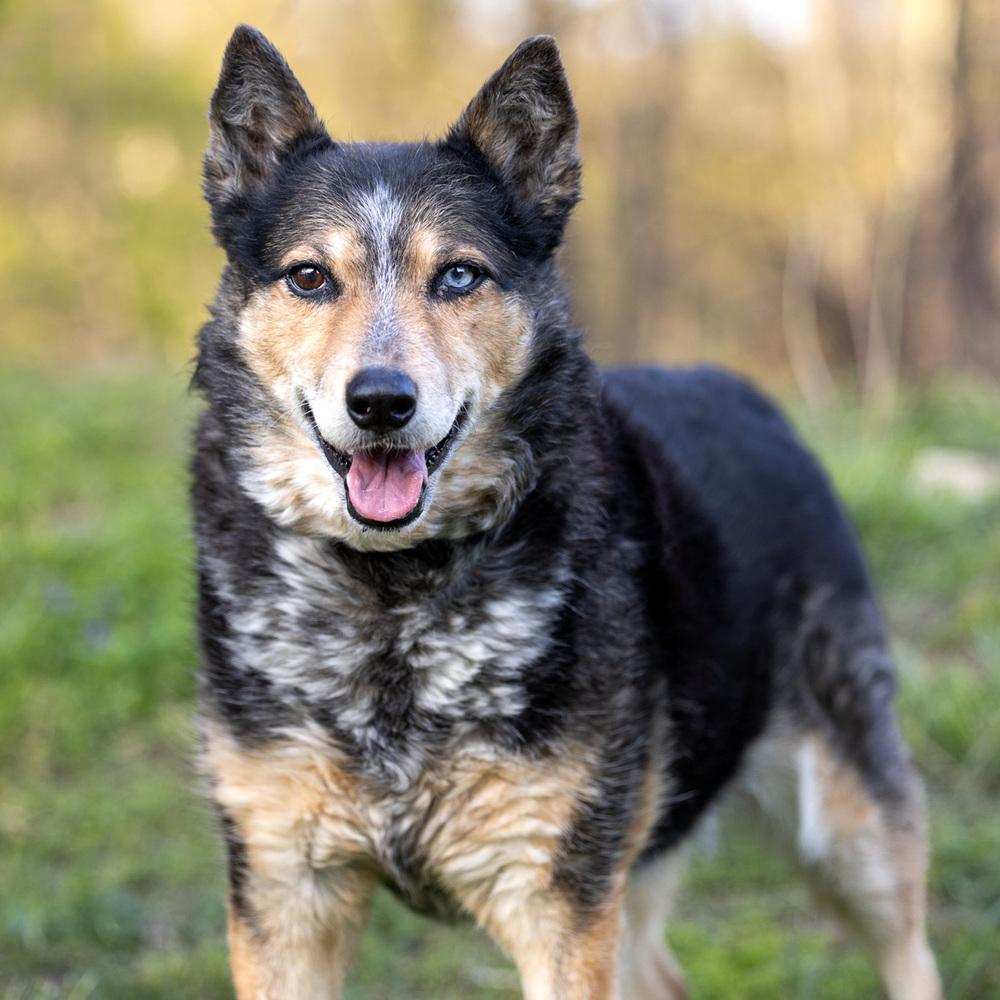 Enlarge Gemma - 25001, a Adoptable mixed breed in Armonk, NY image 5/6
