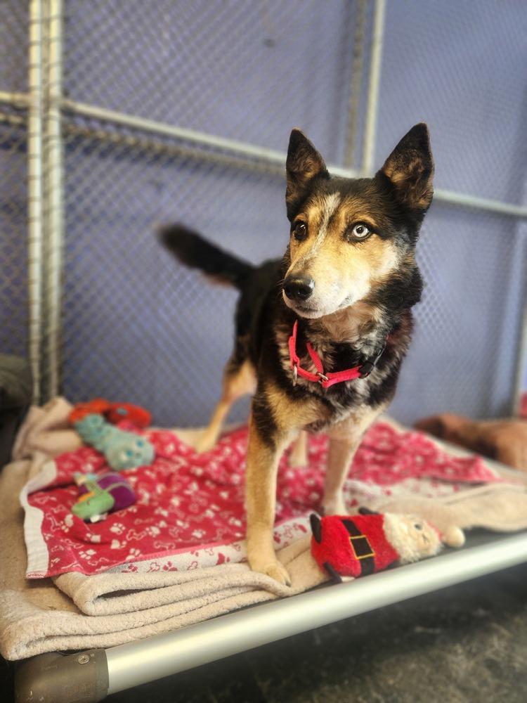 Enlarge Gemma - 25001, a Adoptable mixed breed in Armonk, NY image 2/2