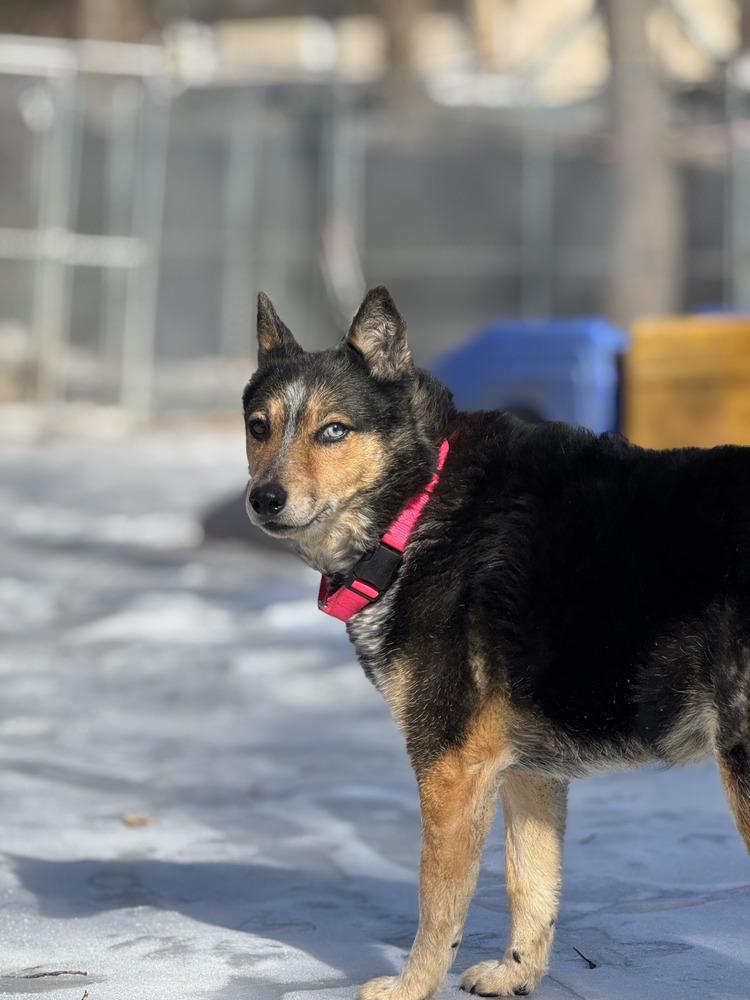 Enlarge Gemma - 25001, a Adoptable mixed breed in Armonk, NY image 6/6