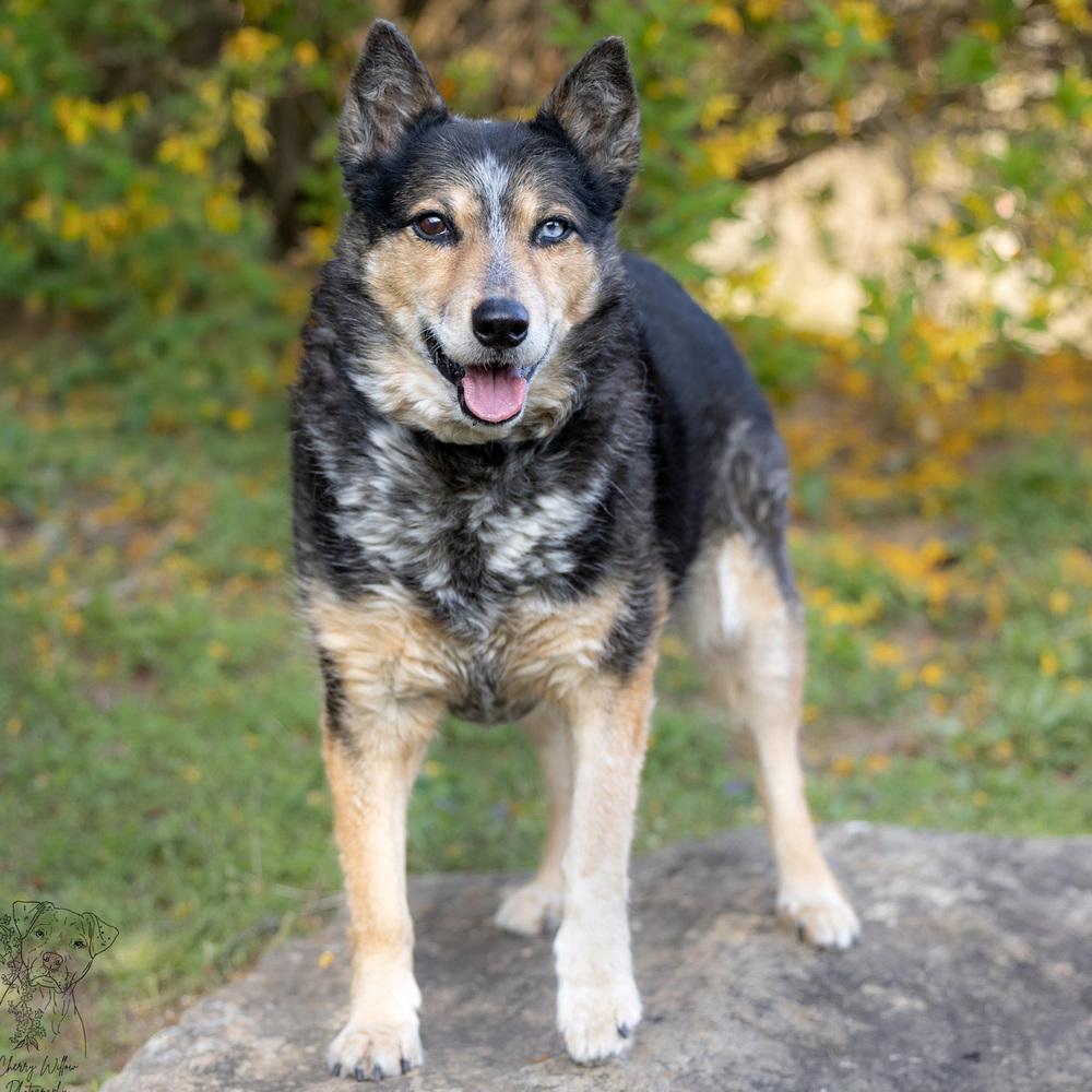 Enlarge Gemma - 25001, a Adoptable mixed breed in Armonk, NY image 6/6