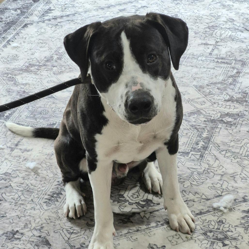 Jack, Adoptable, Young Male Mixed Breed.