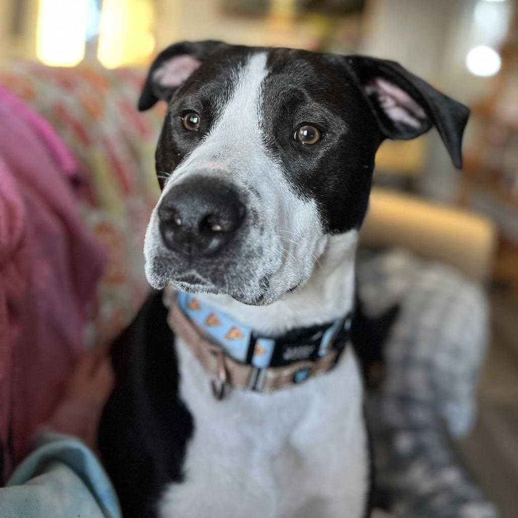 Enlarge Jack, a Adoptable Mixed Breed in Boone, IA image 2/4