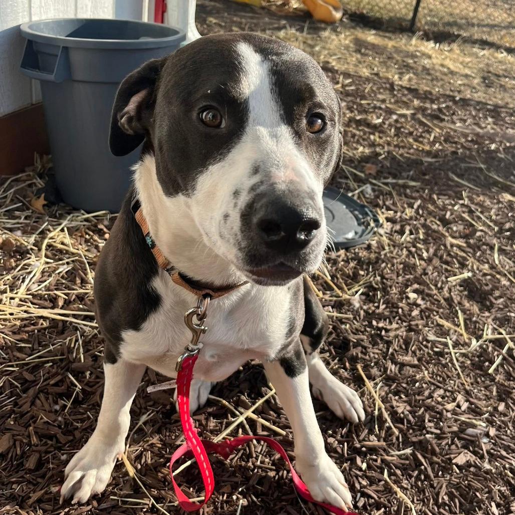 Enlarge Jack, a Adoptable Mixed Breed in Boone, IA image 3/4