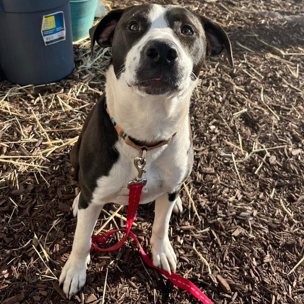 Enlarge Jack, a Adoptable Mixed Breed in Boone, IA image 4/4