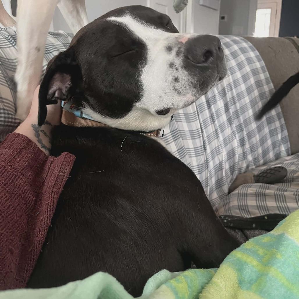 Enlarge Jack, a Adoptable Mixed Breed in Boone, IA image 5/6