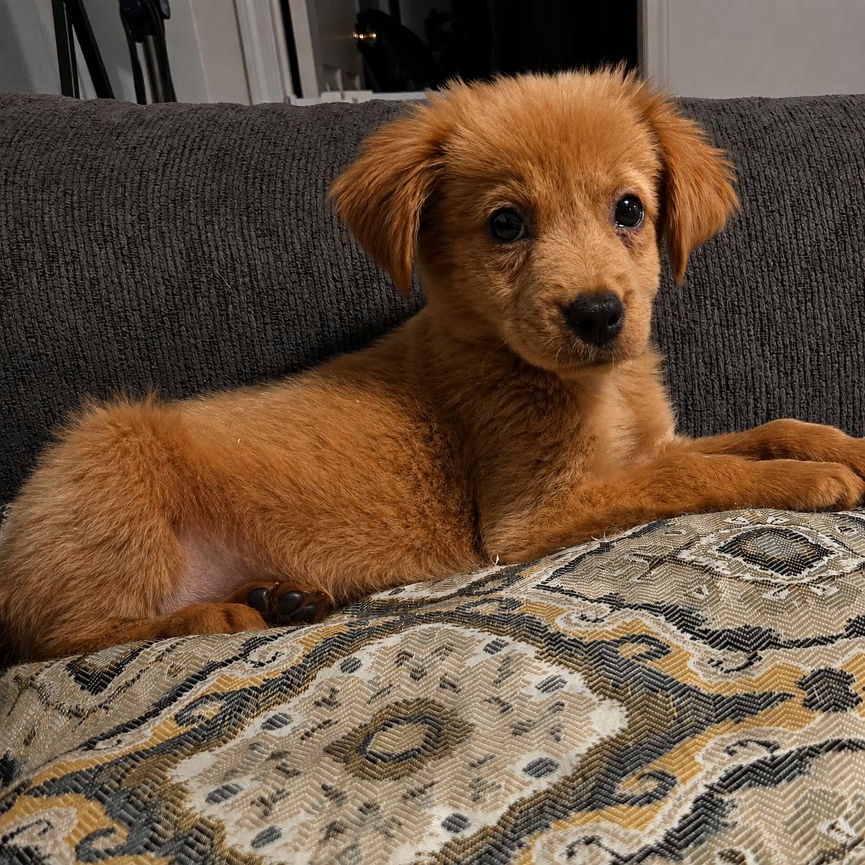 Poppi, adopted, Puppy Female Retriever.