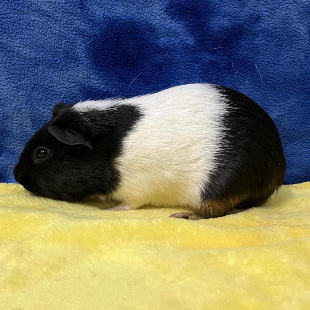 Cosmo, Adoptable, Young Male Guinea Pig.
