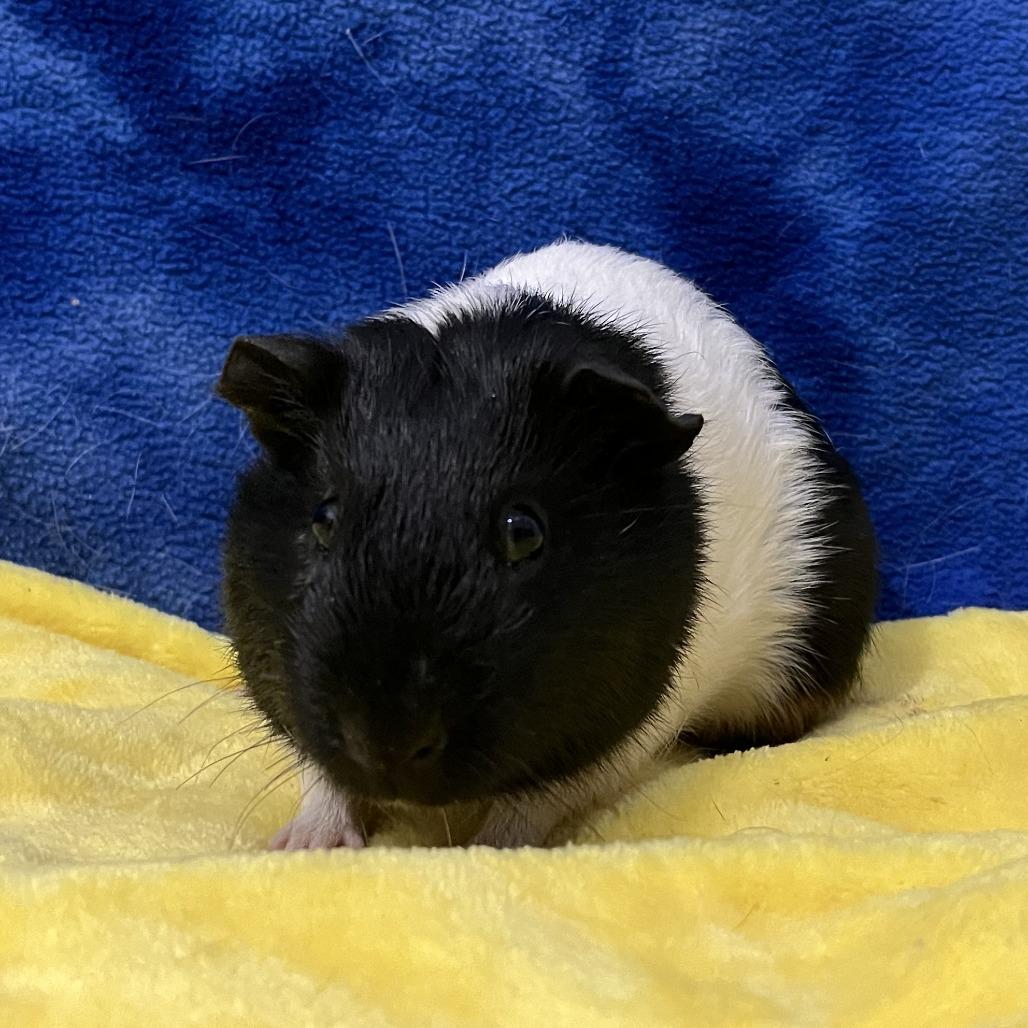 Enlarge Cosmo, a Adoptable Guinea Pig in Decatur, GA image 2/3