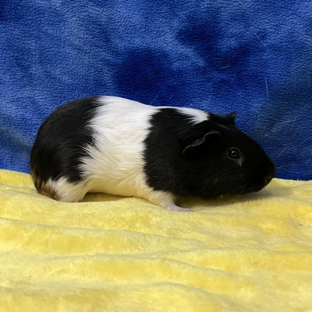 Enlarge Cosmo, a Adoptable Guinea Pig in Decatur, GA image 3/3
