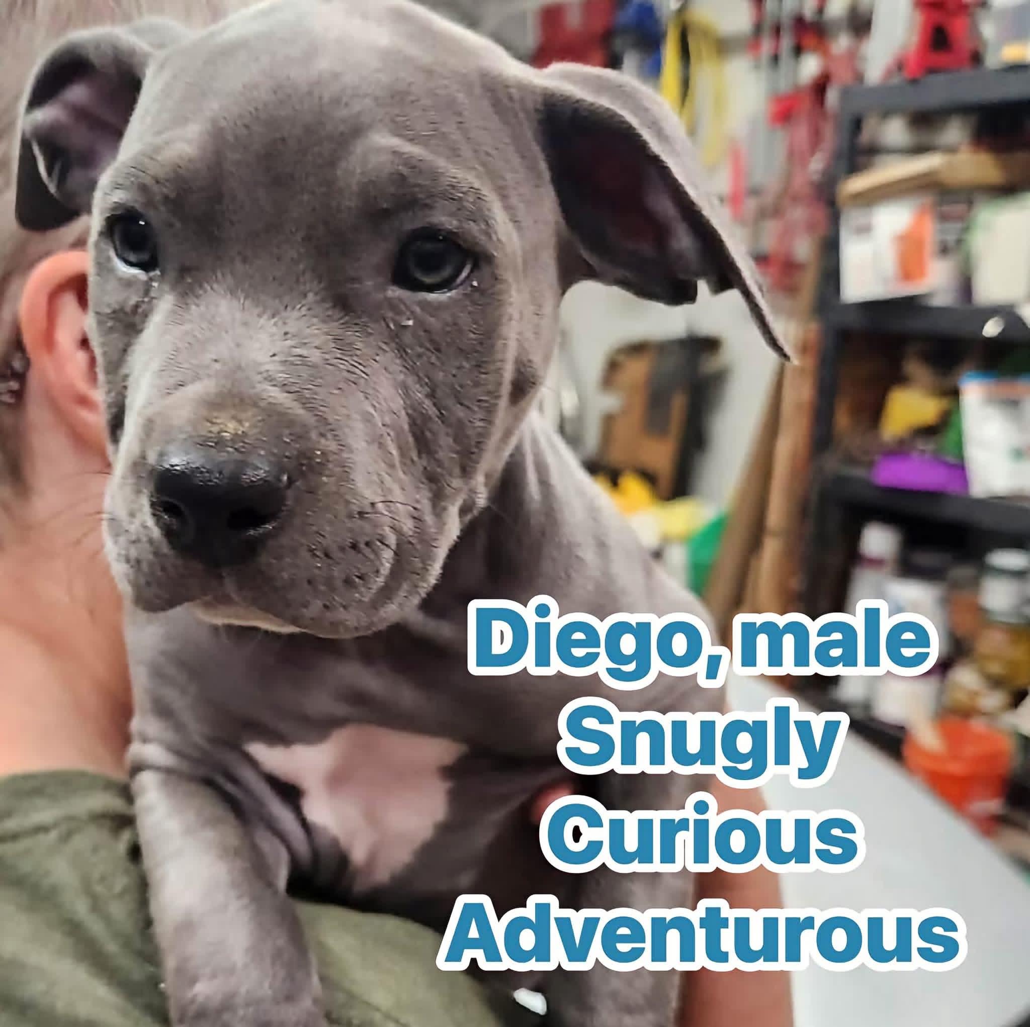 Enlarge Diego, an adopted Pit Bull Terrier in Eugene, OR image 1/1