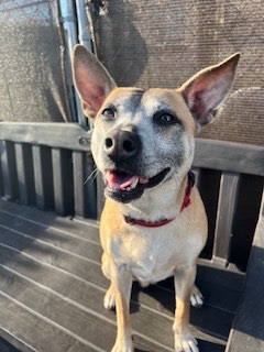 Lucky Girl, a Adoptable Mixed Breed in Chalfont, PA image 1/3