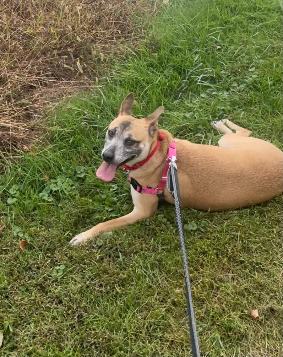 Lucky Girl, a Adoptable Mixed Breed in Chalfont, PA image 2/3