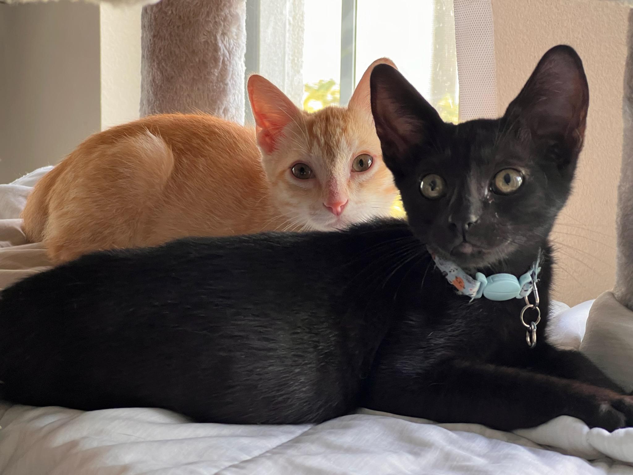 Enlarge Jimmy, a Adopted Tabby in Bradenton, FL image 1/6