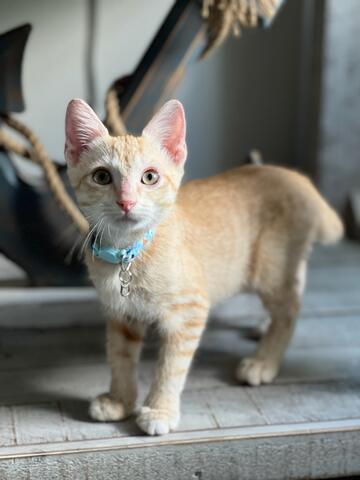 Enlarge Jimmy, a Adopted Tabby in Bradenton, FL image 2/6