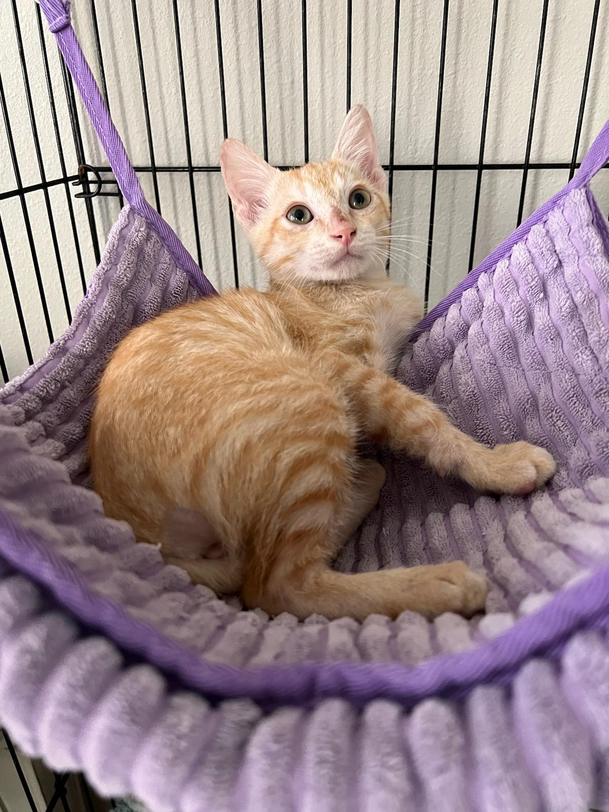 Enlarge Jimmy, a Adopted Tabby in Bradenton, FL image 3/6