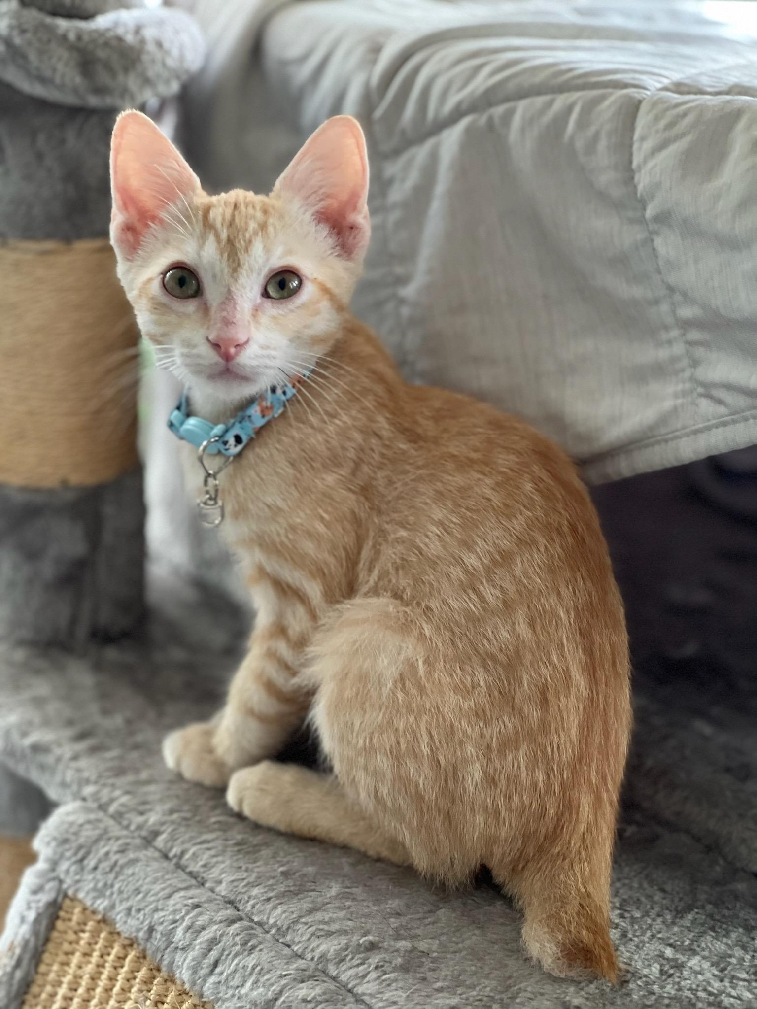 Enlarge Jimmy, a Adopted Tabby in Bradenton, FL image 4/6