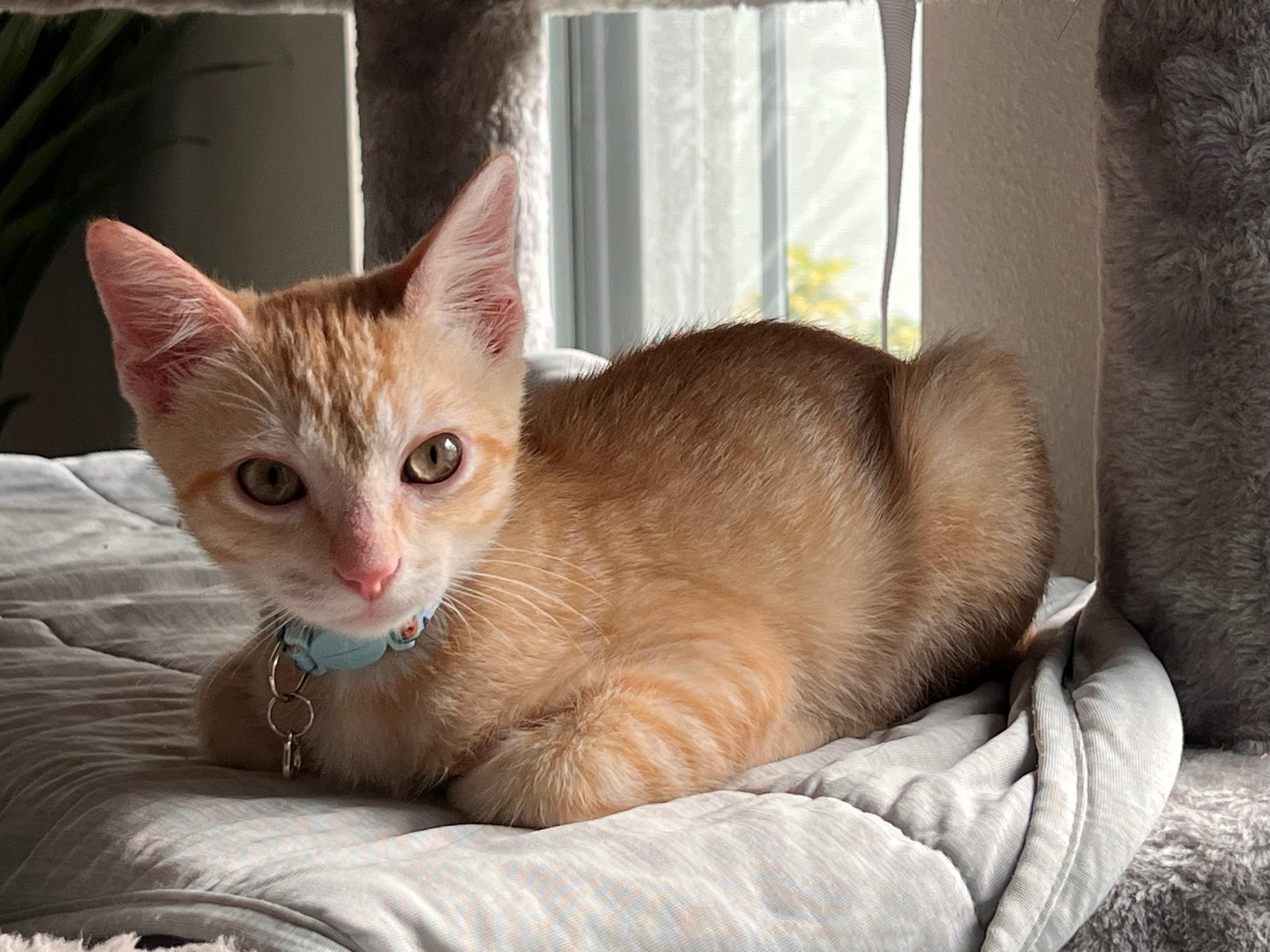 Enlarge Jimmy, a Adopted Tabby in Bradenton, FL image 6/6