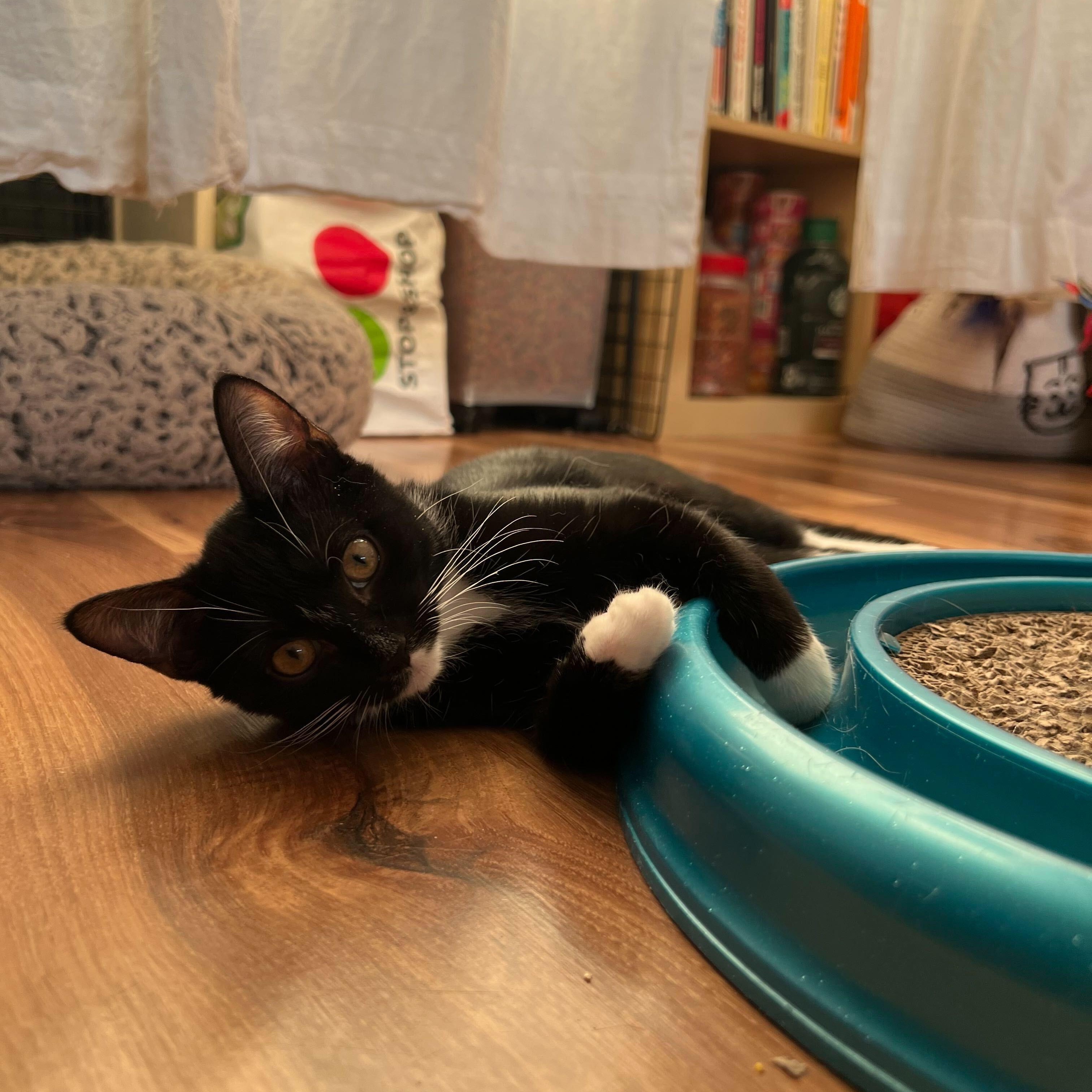 Enlarge Mazzy (Bonded to Star), a Adoptable Domestic Short Hair in Long Island City, NY image 3/6