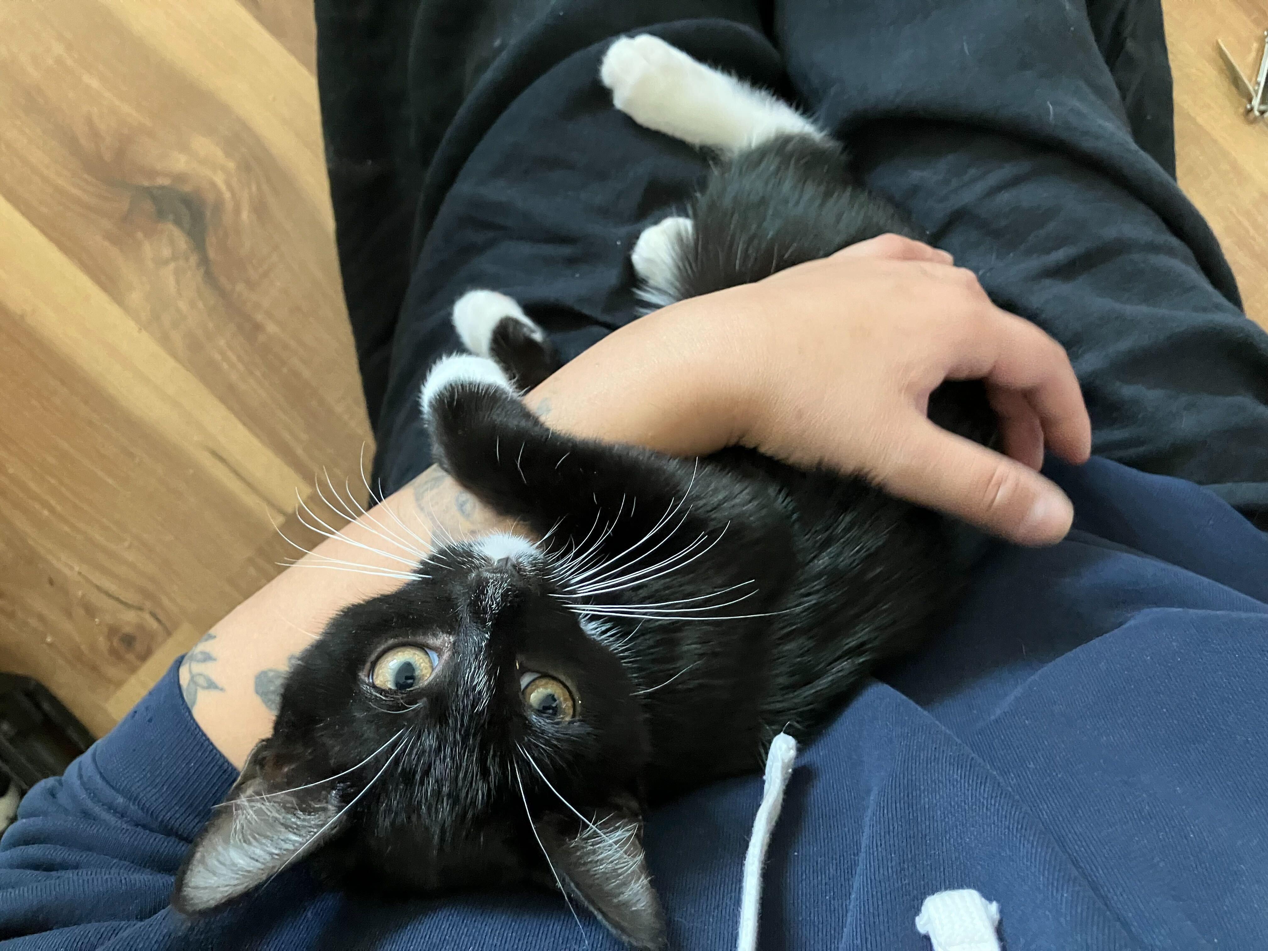 Enlarge Mazzy (Bonded to Star), a Adoptable Domestic Short Hair in Long Island City, NY image 4/6