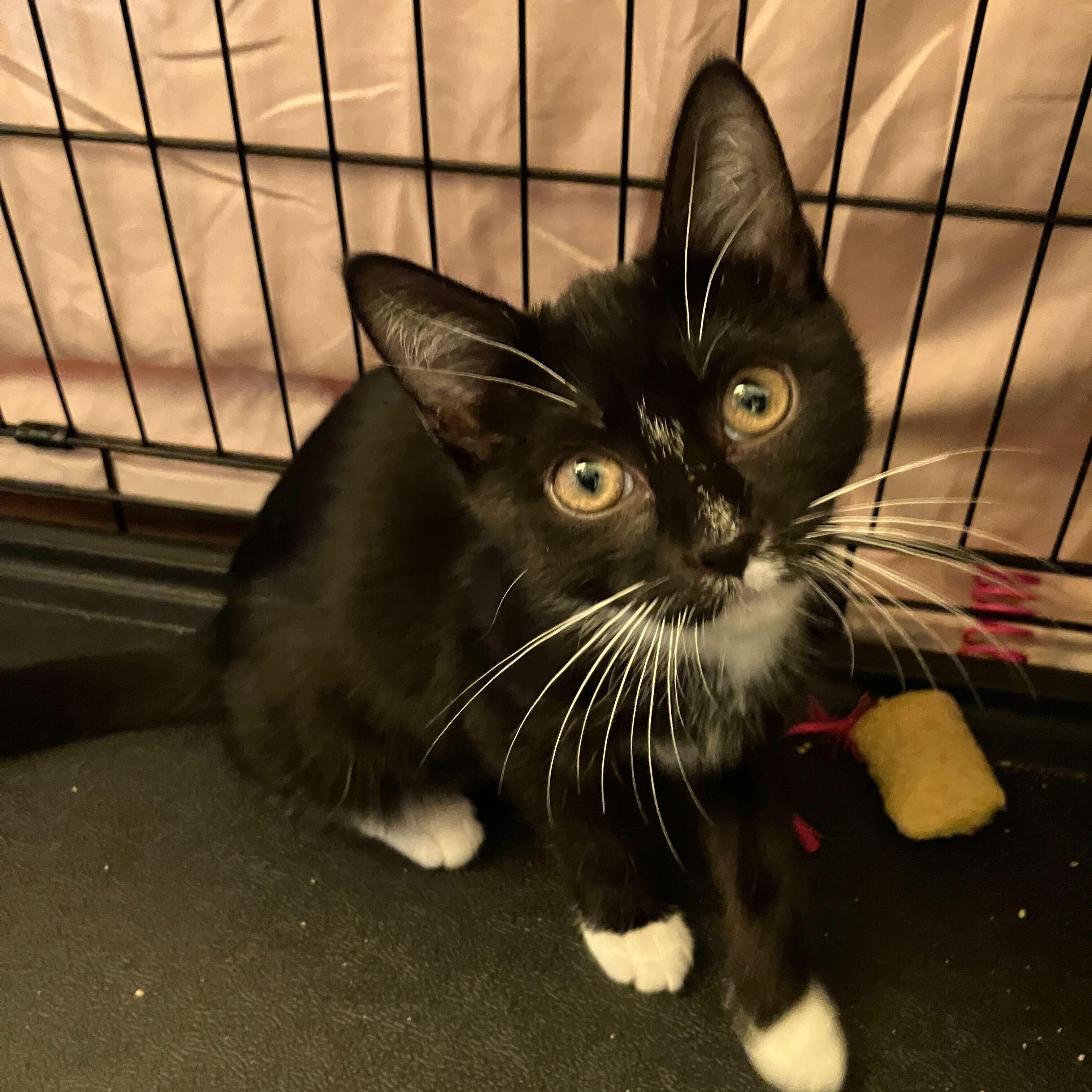 Mazzy (Bonded to Star), Adoptable, Kitten Female Domestic Short Hair.