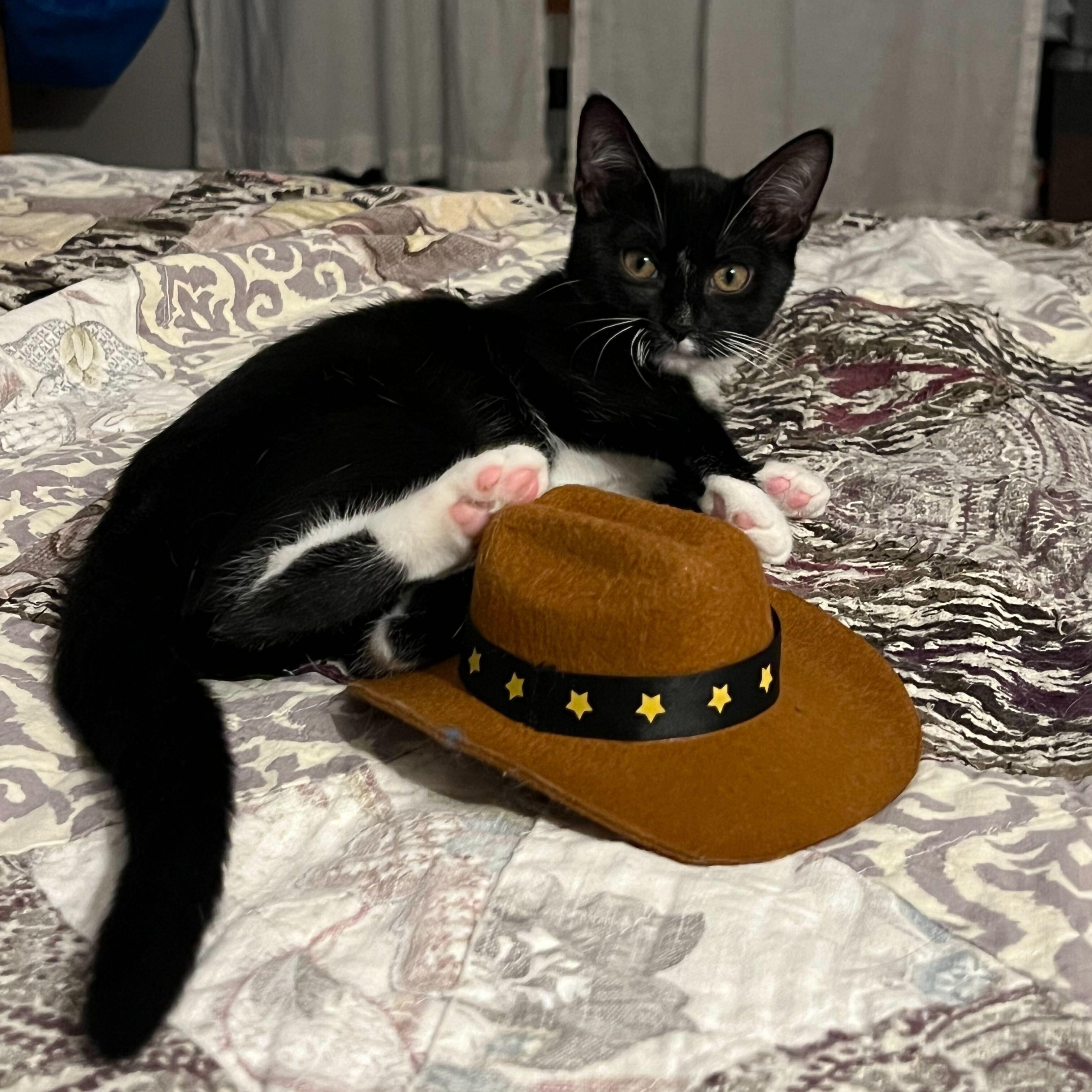 Enlarge Mazzy (Bonded to Star), a Adoptable Domestic Short Hair in Long Island City, NY image 2/6