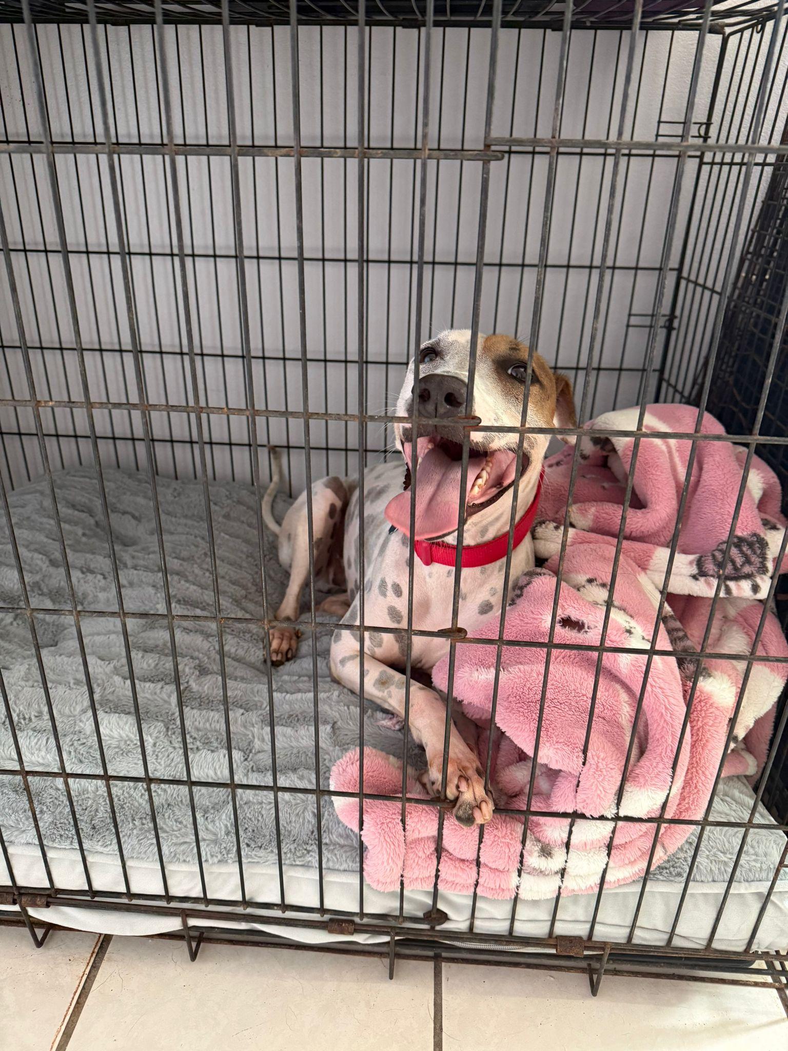 Enlarge PETEY, a Adoptable mixed breed in Washington, DC image 5/6