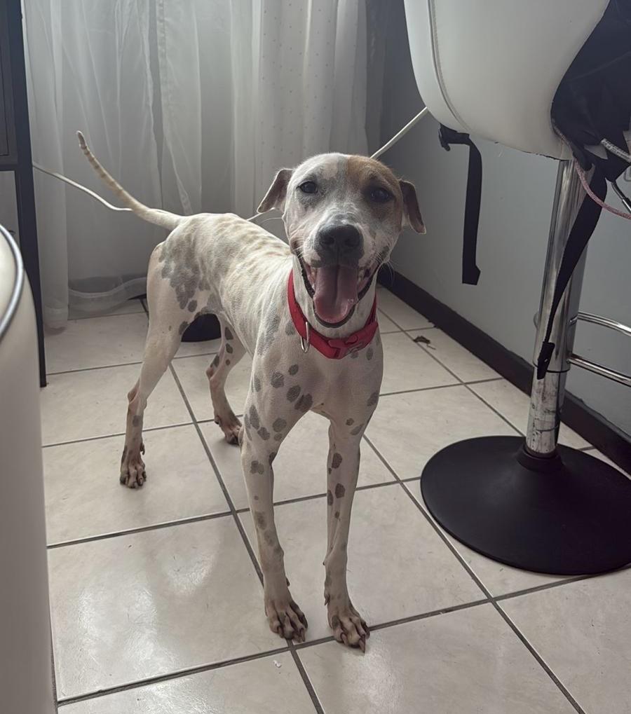 Enlarge PETEY, a Adoptable mixed breed in Washington, DC image 1/6