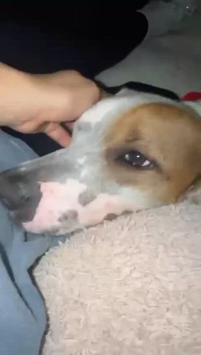 Enlarge PETEY, a Adoptable mixed breed in Washington, DC video 6/6