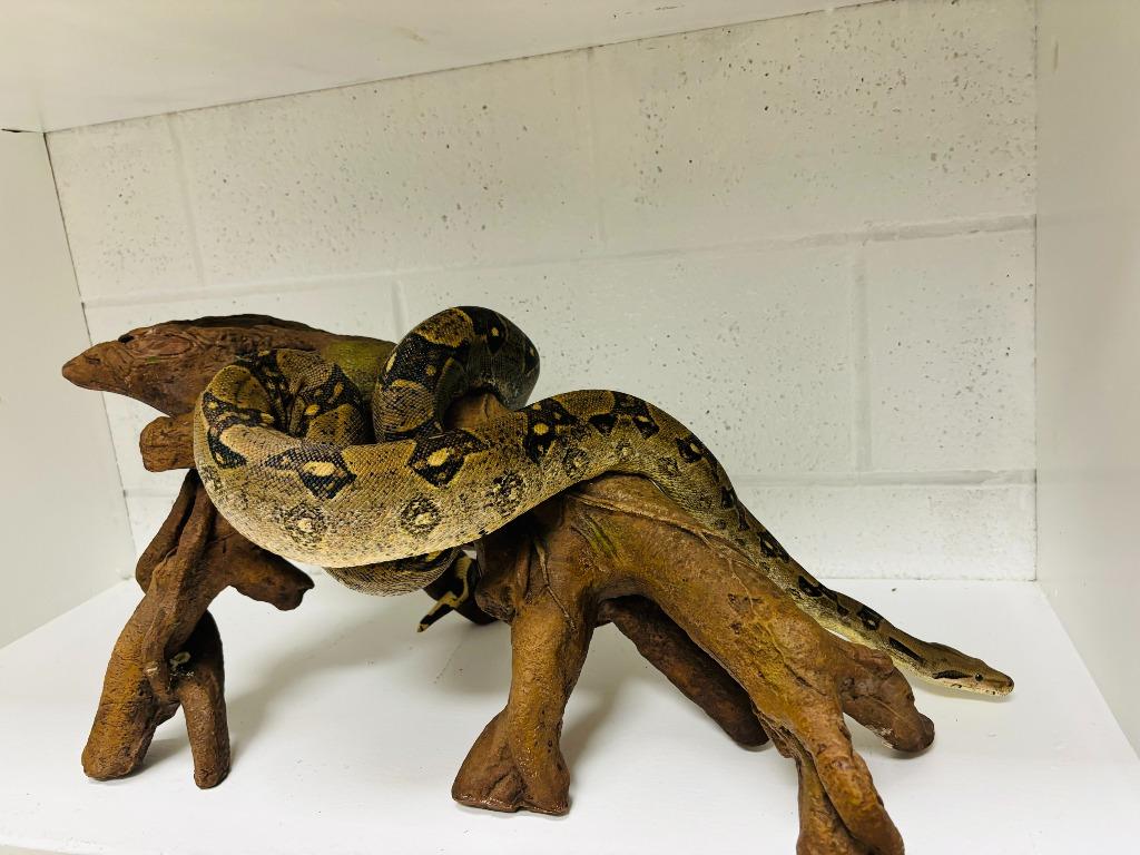 Enlarge Baby Girl, a Adoptable Snake in Eagle Mountain, UT image 1/1