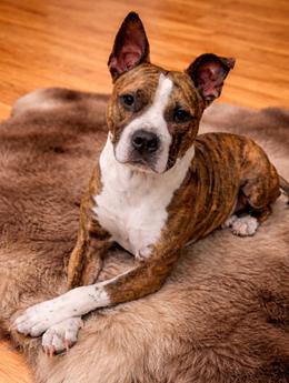 Enlarge Pebbles, a Adoptable mixed breed in Sanford, FL image 1/1
