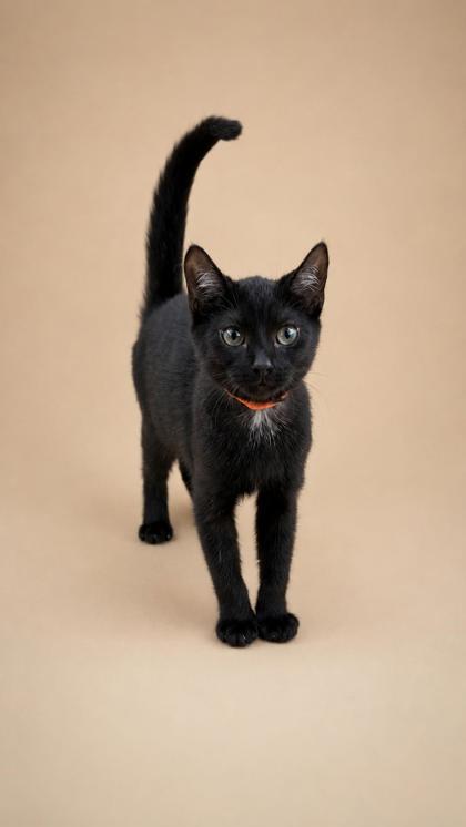 Horsefly, Adoptable, Adult Male Domestic Short Hair & Domestic Short Hair.