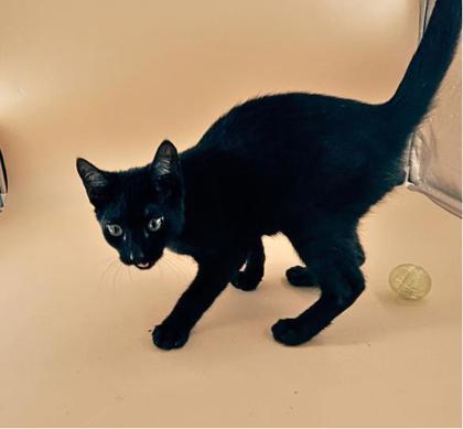 Horsefly, Adoptable, Adult Male Domestic Short Hair & Domestic Short Hair.
