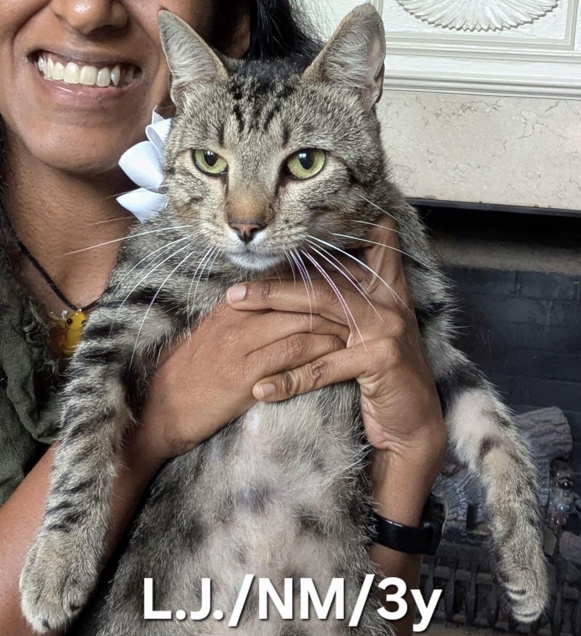 L.J., Adult Male Domestic Short Hair