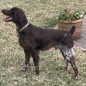 Enlarge BEAU   #20043421    TX, an adopted Brittany Spaniel in Fulshear, TX image 2/2
