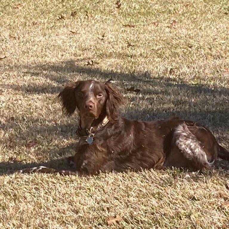 Enlarge BEAU   #20043421    TX, an adopted Brittany Spaniel in Fulshear, TX image 1/2