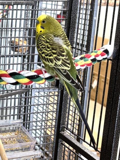 OSCAR, Adoptable, Young Male Parakeet (Other).