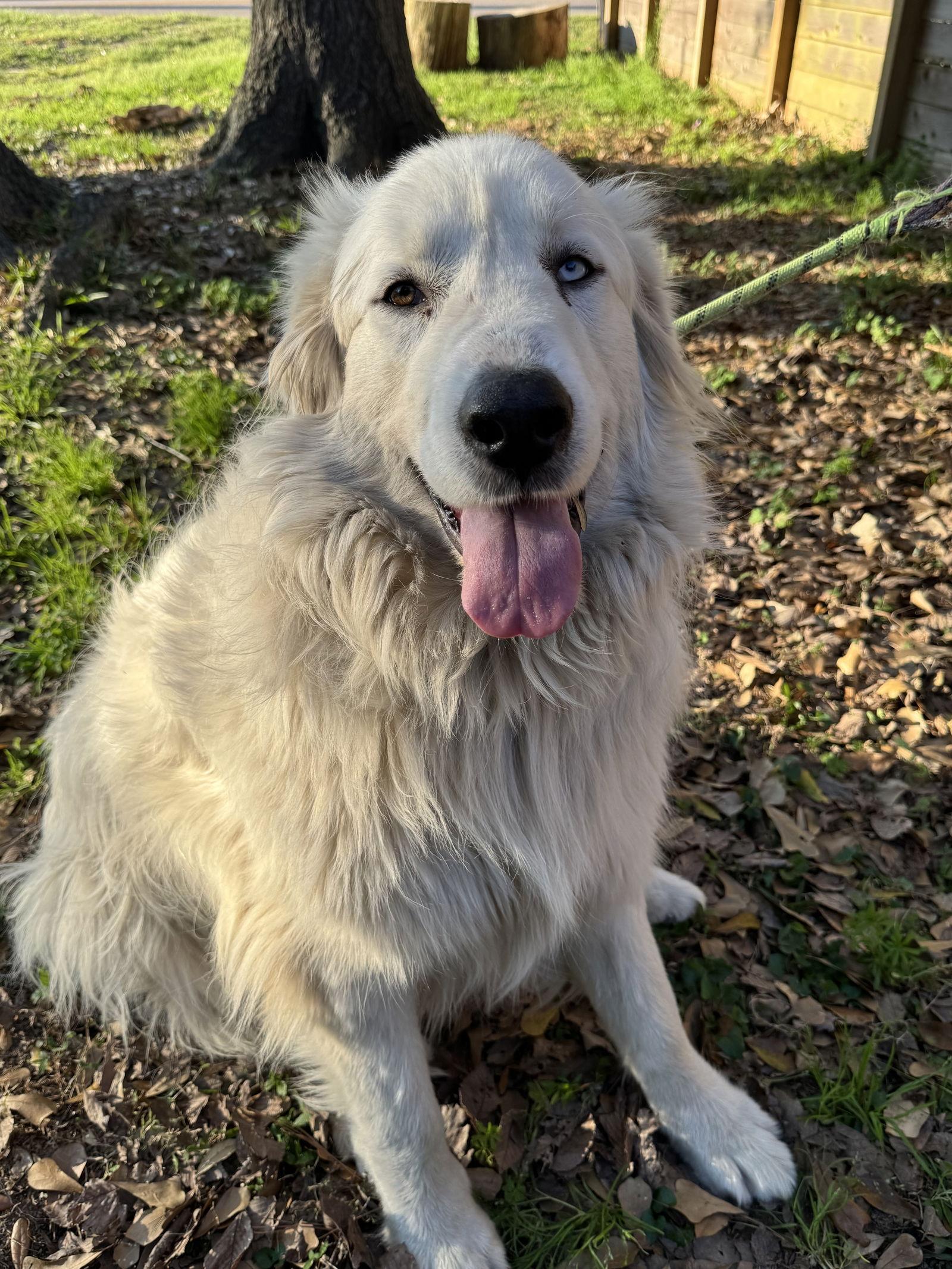 Winkie — thumbnail 5