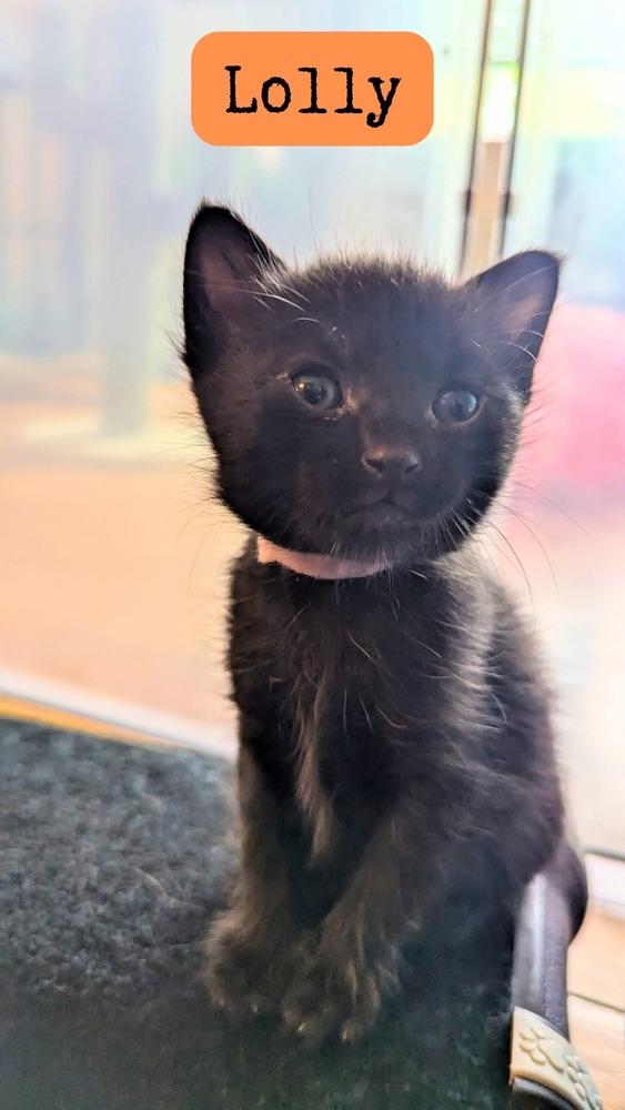 Lolly, Adoptable, Young Female Domestic Short Hair.