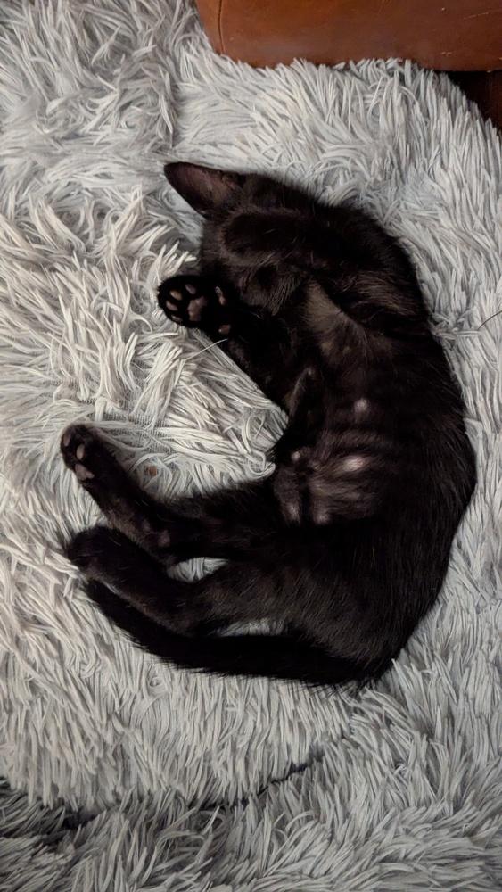 Lolly, a Adoptable Domestic Short Hair in Statesville, NC image 2/3