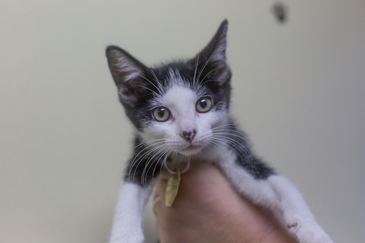 Wednesday, Adoptable, Kitten Female Domestic Short Hair & Tuxedo.