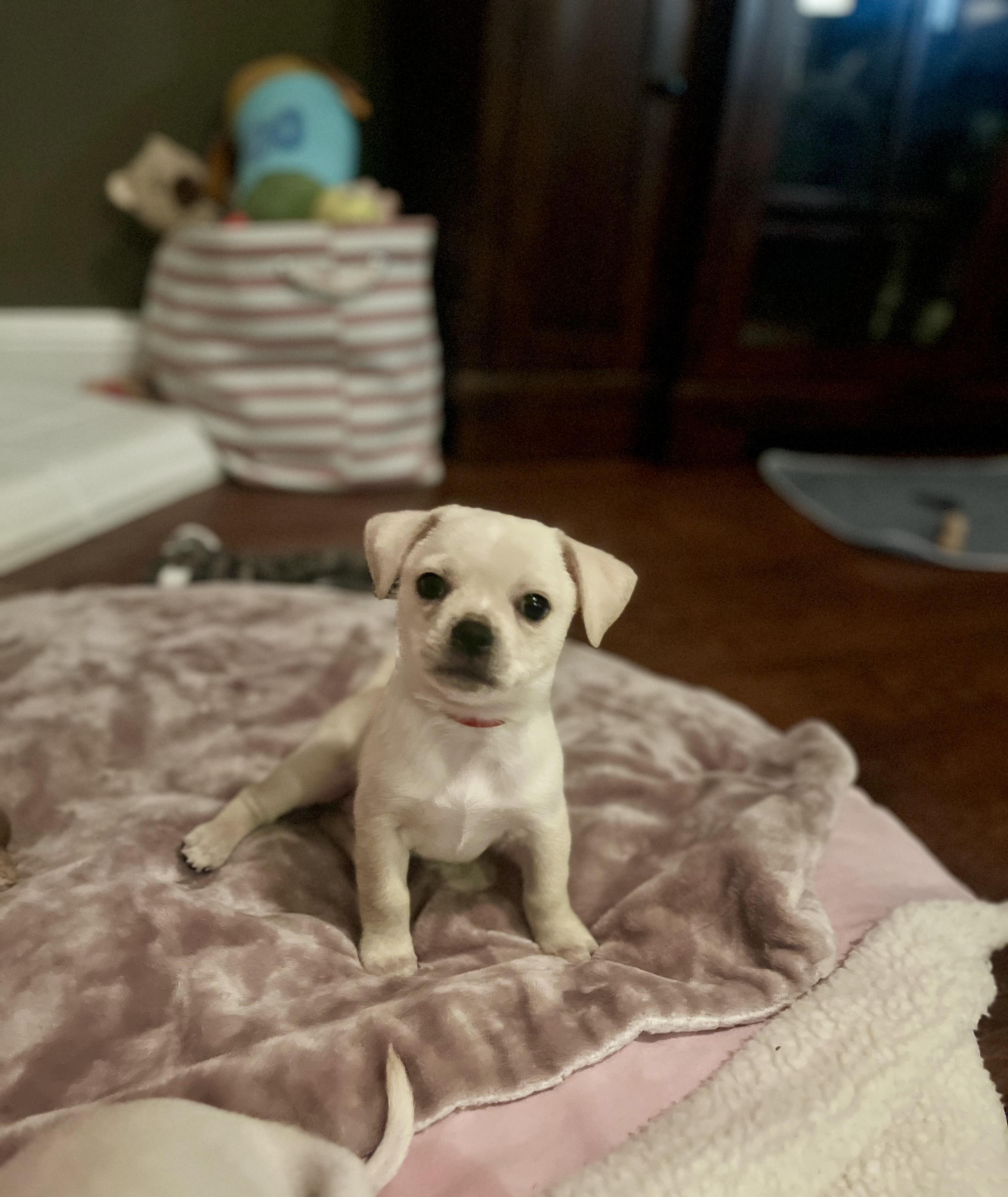 Ares, Adoptable, Puppy Male Chihuahua.