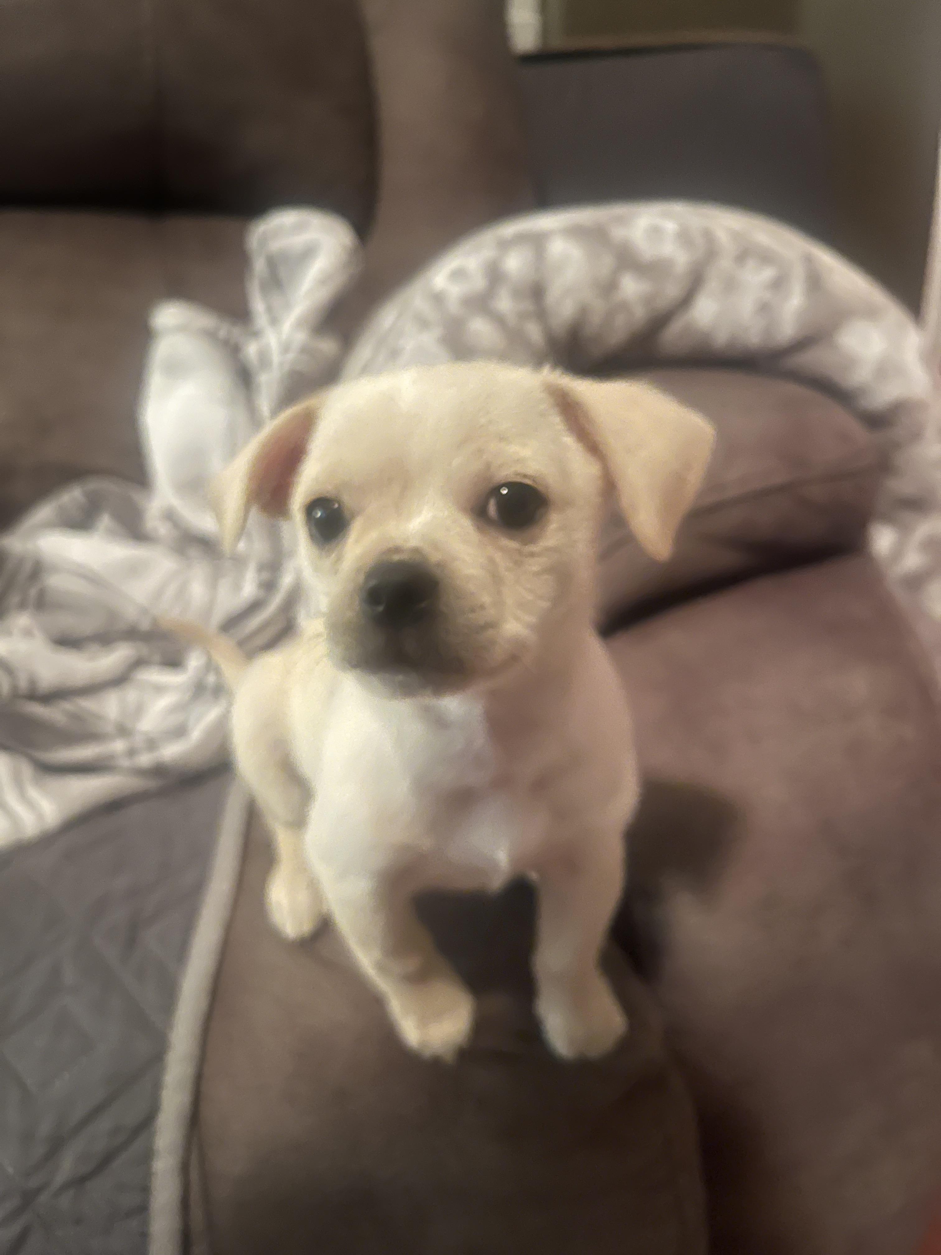 Ares, a Adoptable Chihuahua in Houston, TX image 2/3