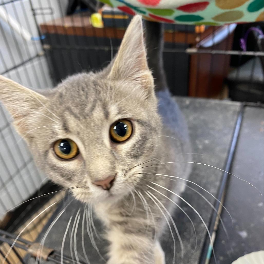 Enlarge Iris, a Adoptable Domestic Short Hair in Duncan, OK image 1/1
