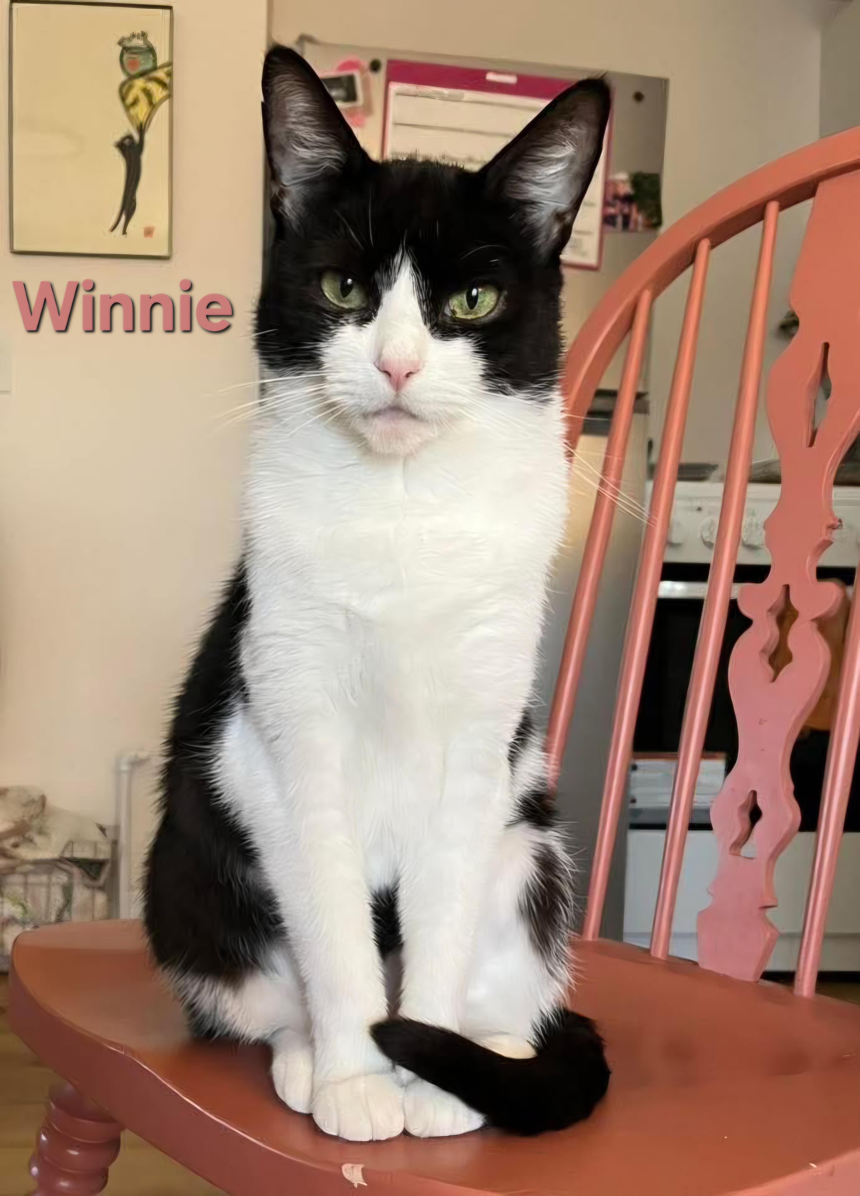 Winnie, ADOPTABLE, Young Female Domestic Short Hair.