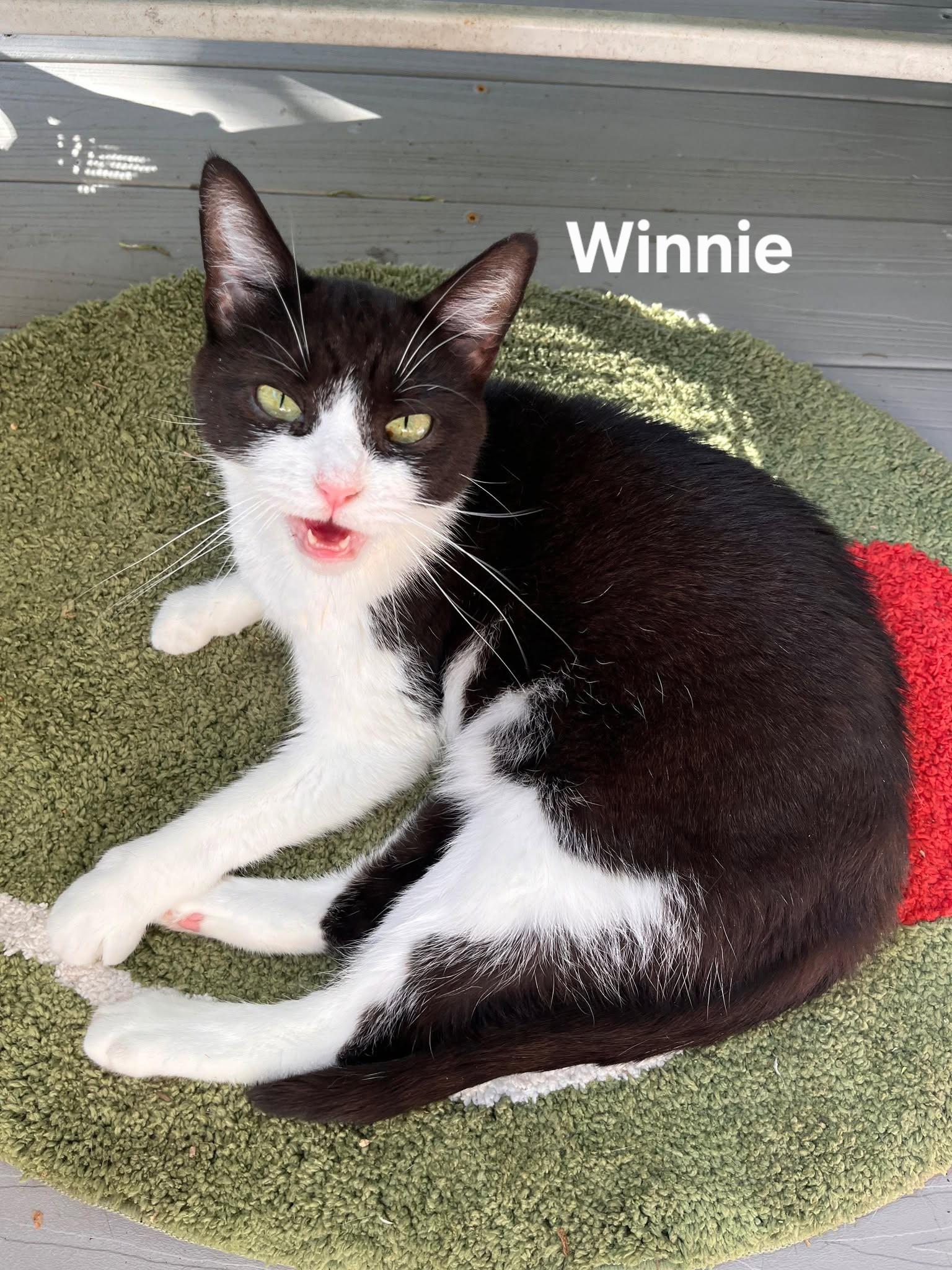 Winnie, ADOPTABLE, Young Female Domestic Short Hair.