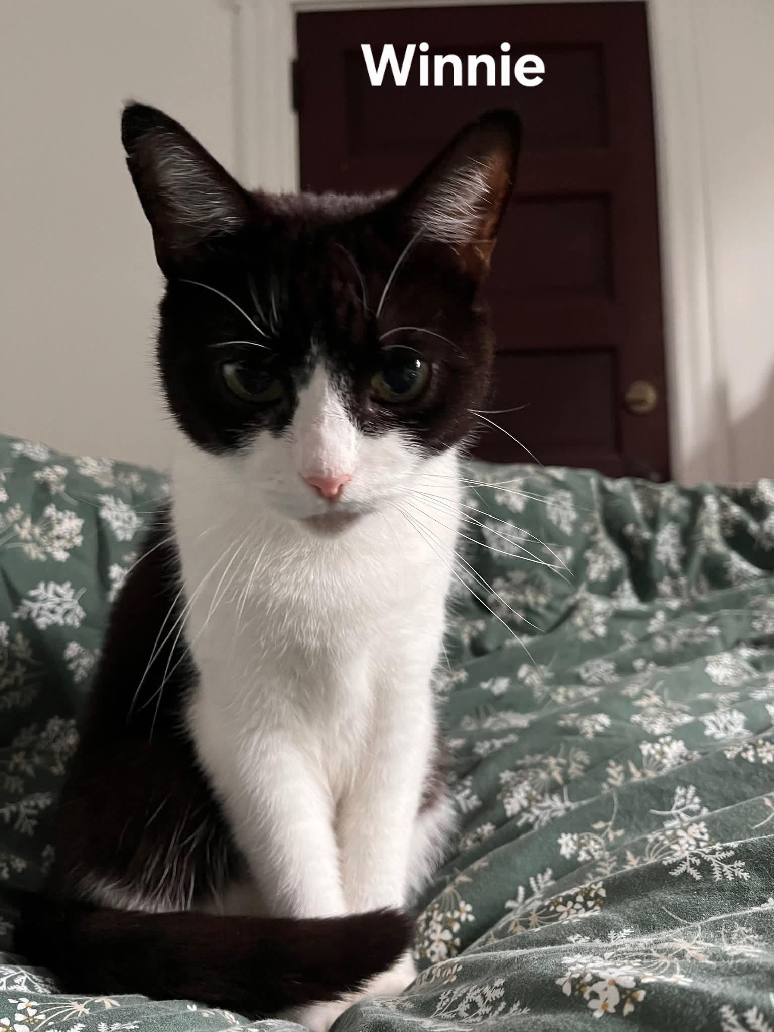 Enlarge Winnie FALL ADOPTION SPECIAL, a Adoptable Domestic Short Hair in Chicopee, MA image 4/5