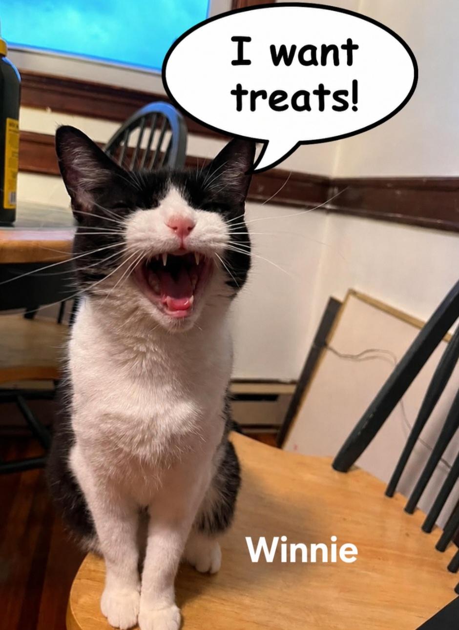 Enlarge Winnie, a ADOPTABLE Domestic Short Hair in Chicopee, MA image 2/2
