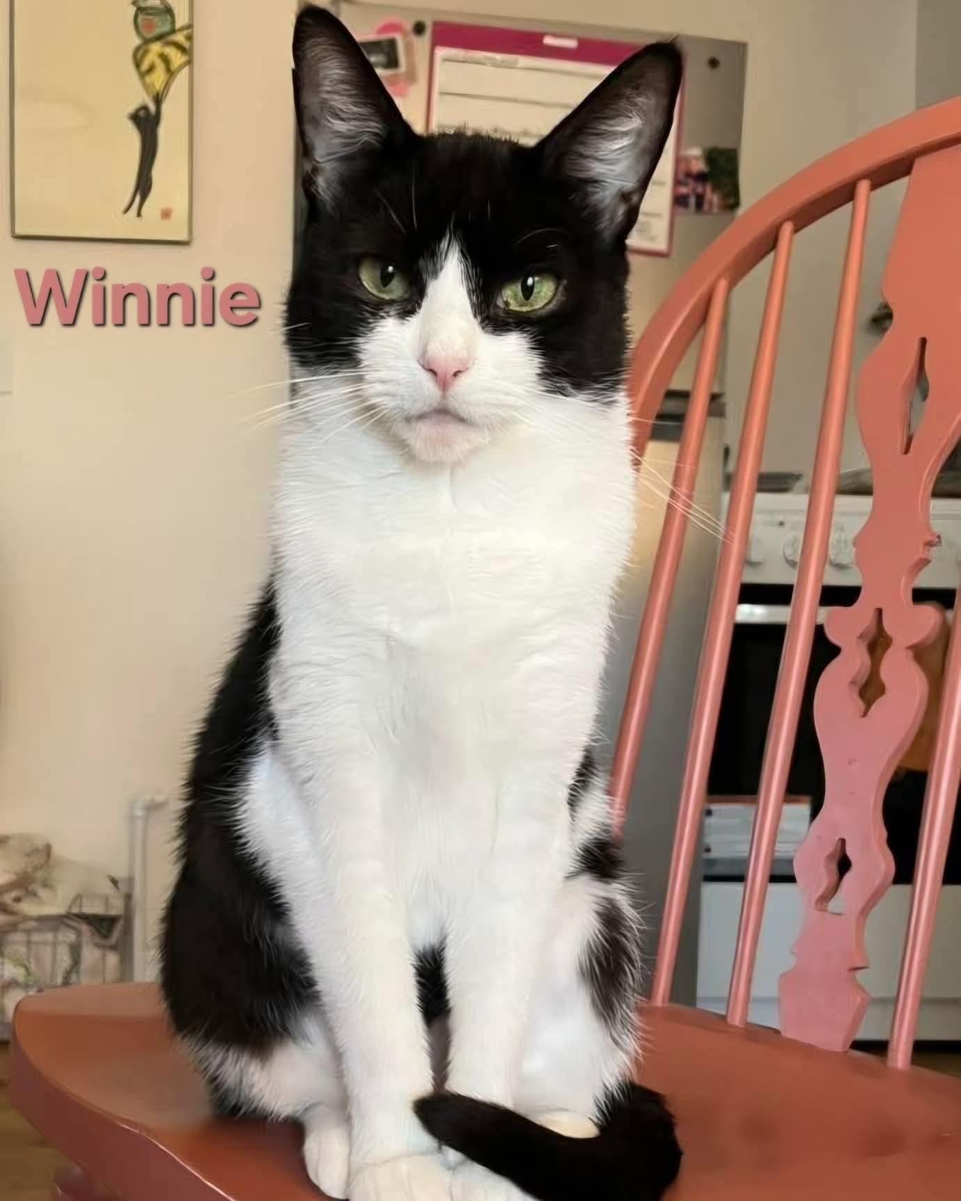 Enlarge Winnie, a ADOPTABLE Domestic Short Hair in Chicopee, MA image 2/3