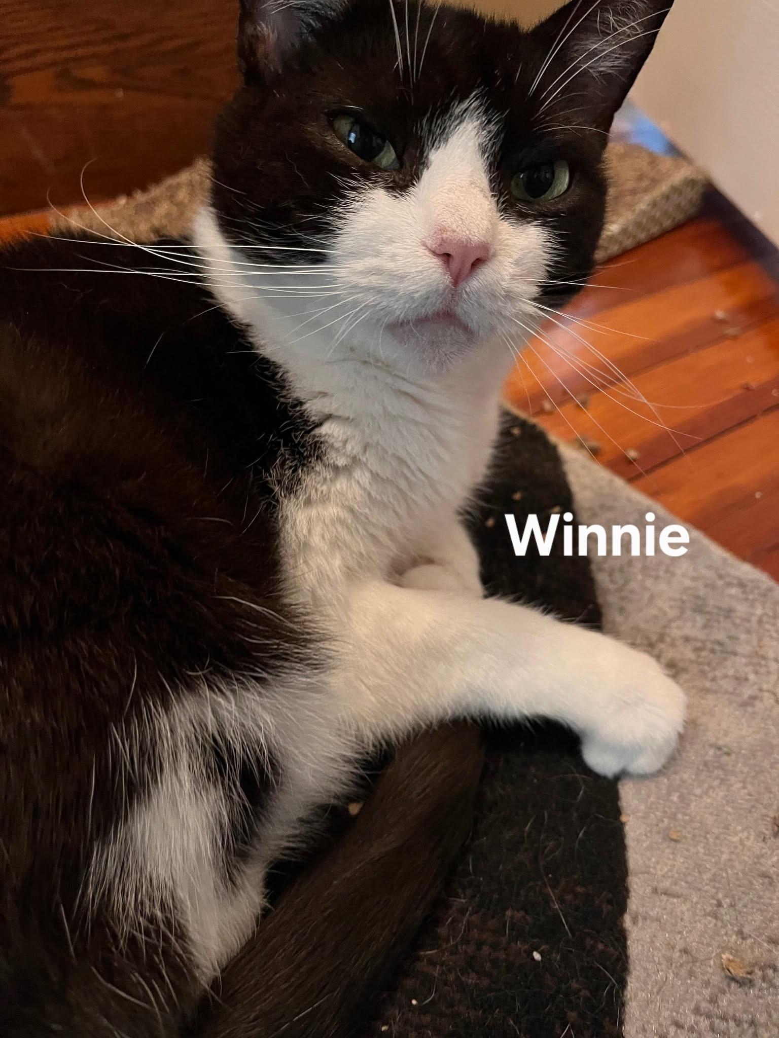 Winnie, a ADOPTABLE Domestic Short Hair in Chicopee, MA image 3/6