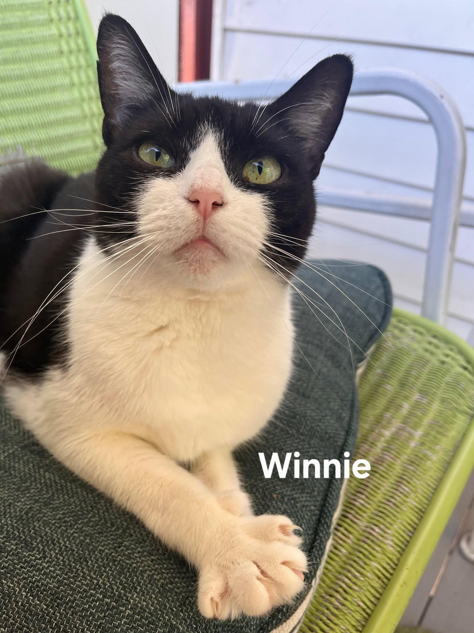 Enlarge Winnie FALL ADOPTION SPECIAL, a Adoptable Domestic Short Hair in Chicopee, MA image 3/5